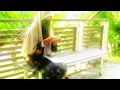 Muslimah - Nazrey Johani