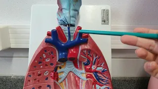 Anatomia (Aula Prática - Sistema Respiratório)