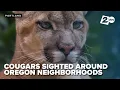 Cougars are being sighted in Oregon neighborhoods