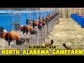 Sweater Alabama - North Alabama Gamefarm