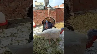 الديك الرومي الابيض والاسمر والمنافسه بينهم 