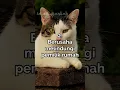 Download Lagu Kucing Liar Sering Ke Rumah Kita? Pertanda Ini!! #shorts #dakwah #islam #ceramah #kucing #rezeki