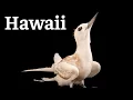 Birds of Hawaii - 15 Rare Species You Won t Believe Exist