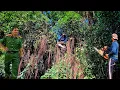 Download Lagu Cưa cây Xanh siêu khủng cho công an xã / Sawing a giant Green tree for the commune police | P9