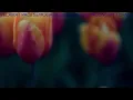 Download Lagu Lagu Lawas Sejuta Kenangan - Lagu Lawas Terbaik Dan Terhits Paling Enak Didengar