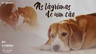 As lágrimas de um cão | Eli Corrêa Oficial |