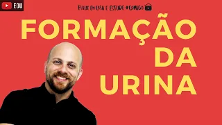 Como ocorre a formação da urina? | Sistema excretor I sistema urinário