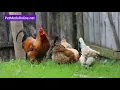 Tylan 50 for Chickens Tylosin 50 for Chickens