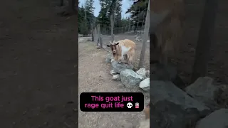 That Goat S Batteries Just Gave Out 