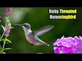 Download Lagu Panggilan Burung Kolibri Tenggorokan Merah, Suara, Ultra HD.
