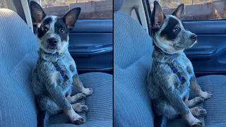 Blue Heeler Puppy Goes On His First Ever Car Ride