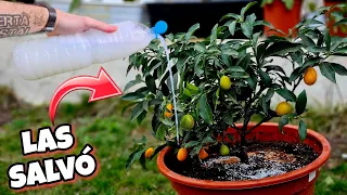 🌱 Puse LECHE a TODAS mis PLANTAS y las SALVÓ de Secarse y Estar Amarillas! Huerto urbano y jardín