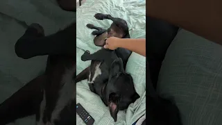 Dog Belly Rubs And It Tickles Him Shorts Dogs Bellyrub 