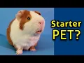 Are Guinea Pigs Easy Pets