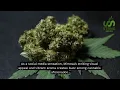 Mimosa Genetics Aroma and Growing Tips - STRNG Seeds