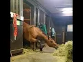 Download Lagu Horse Steals a Quick Snack! 🐴💕