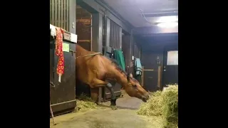 Horse Steals A Quick Snack 