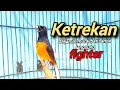 Download Lagu PANCINGAN JAHAT SUARA KETREKAN MURAI BATU || ketrekan pancing murai batu emosi yang dengar