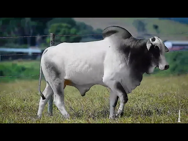 Touro Nelore FDY - 94