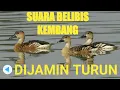 Download Lagu SUARA PIKAT BURUNG BELIBIS KEMBANG || AMPUH AUTO TURUN @zaniehunter