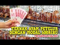 Download Lagu TERNAK AYAM PETELUR DENGAN MODAL 500RIBU || PERSIAPKAN HAL INI!