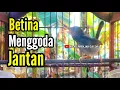 Download Lagu PRENJAK BETINA [ MASTERAN PRENJAK BETINA Gacor Menggoda Jantan, di jamin Auto Nyahut bunyi ]