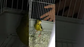 كناري ناذر فاس المغرب 