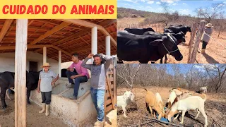 Cuidado dos Animais no SĂtio Vejam Como tĂĄ Nossa Criação Nesse PerĂodo Seco +Plantação de Macaxeira