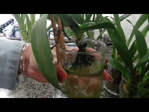 CULTIVO DE ORQUÍDEA NA ÁGUA HIGIENIZAÇÃO DOS VIDROS E ADUBAÇÃO