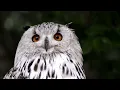 Lagu TERAPI SERAM SUARA BURUNG HANTU OWL SOUND