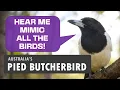 Lagu Pied Butcherbird: Songster and Master Mimic of Australia