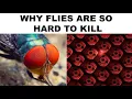 BUGS MEMES