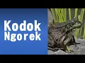 Download Lagu Kodok Ngorek (Lagu Daerah Jawa Tengah)