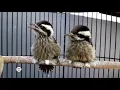 Download Lagu PELATUK SAMPIT masteran tajam pedes bagus untuk guru vokal semua burung