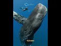 Download Lagu Katanya Megalodon yang TERBESAR, nyatanya Paus ini jauh LEBIH BESAR #megalodon #faktamenarik