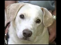 Shelter Partners