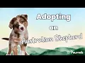 Pawrade saved me from puppy scams