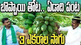 15 నంబర్ బొప్పాయి తోట వేశాను | Papaya Farming