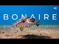 Download Lagu This is Bonaire (4k) - Pride of the Dutch Caribbean