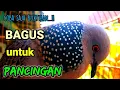 Lagu DERKUKU KUK 1 suara MERDU LANTANG, yang bagus untuk PANCINGAN