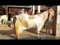 Download Lagu INDUKAN JUMBO SUPER ISTIMEWA BIKIN NGILER HARGA MURAH PASAR KAMBING JETIS PONOROGO