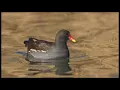 Download Lagu Suara Pikat Burung Mandar ( burung Pelan ) Jossss...gandossss