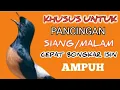 Lagu murai batu gacor AMPUH JADIKAN murai macet bunyi jadi gacor kembali