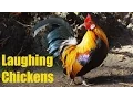 Download Lagu Kompilasi ayam tertawa, hanya bagian terbaiknya