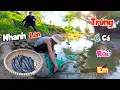Anh Trai Giúp Bắt Đàn Cá Xộp Siêu To Nằm Nhung Nhúc Trong Cống Nhỏ Và Trồng Cây Ở Vườn / Quế Nghịch