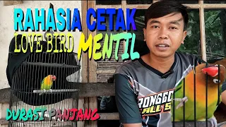 Download BONGKAR RAHASIA🔴 CETAK LOVE BIRD FIGHTER MENTIL DURASI PANJANG MP3