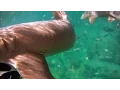 Nurse Shark Attack