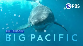 How Sharks, Penguins and Octopuses Find Mates | Full Episode 4 | Big Pacific