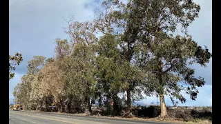 Rose Avenue Eucalyptus Trees - Oxnard California