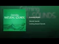 Evening Birds - Natural Sounds